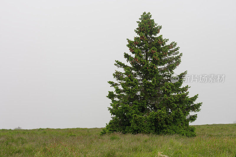 Tree of spruce on mountain meadow on an area of ​​mountain peak on foggy summer day.  Jesenik mountains.